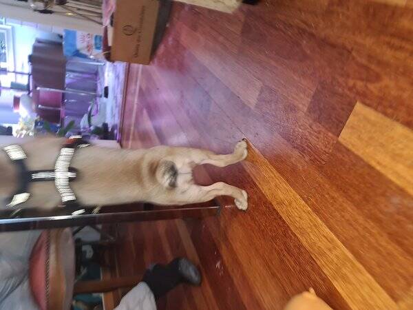 Hund