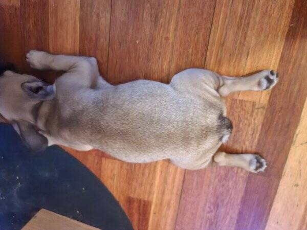 Hund