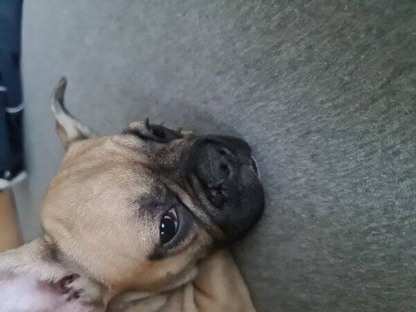 Hund
