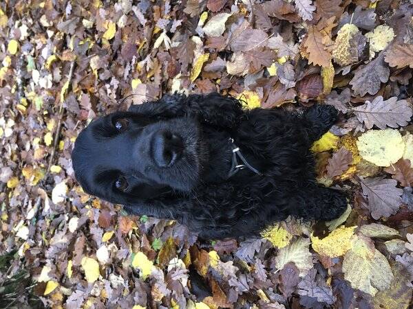 Hund