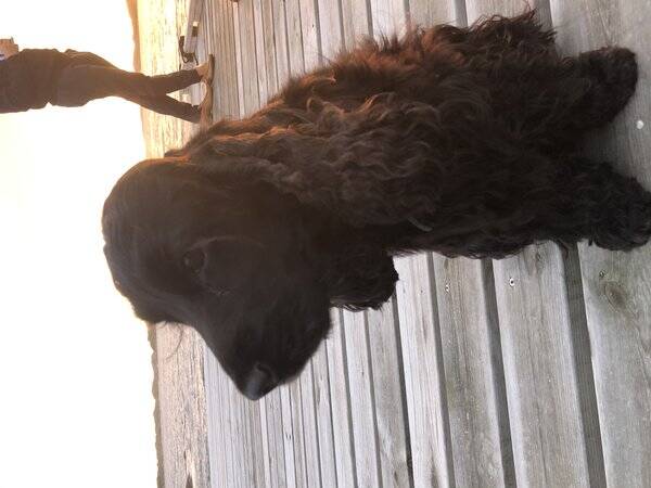 Hund