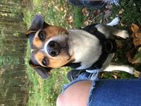 Stella - Dansk/ svensk gårdshund Stella - Dansk/ svensk gårdshund