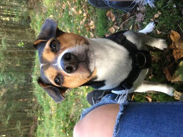 Hund - Stella - Dansk/ svensk gårdshund 