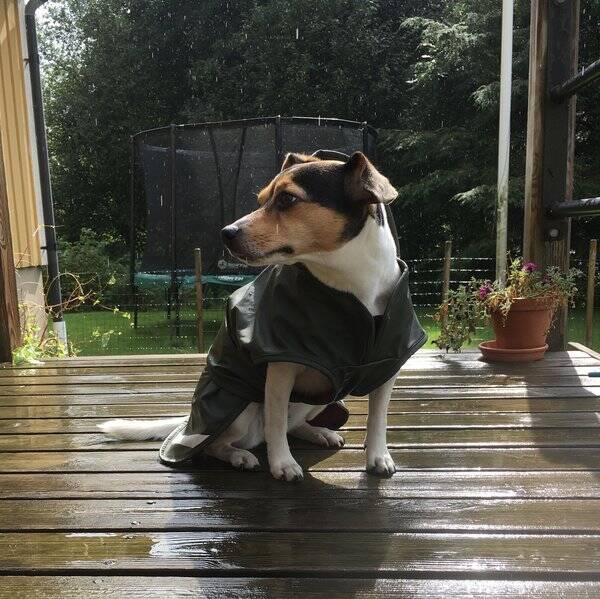 Hund - Stella - Dansk/ svensk gårdshund 