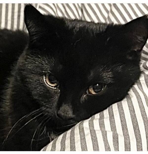 Katt