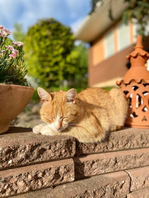 Katt