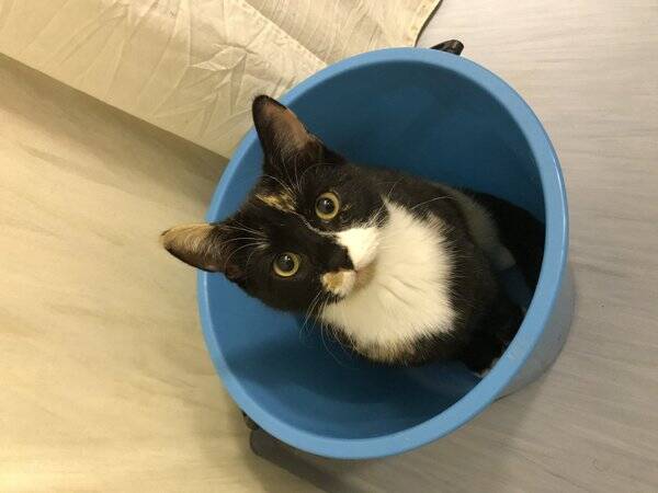 Katt