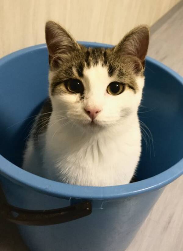 Katt