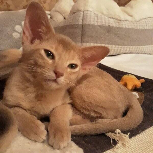 Katt