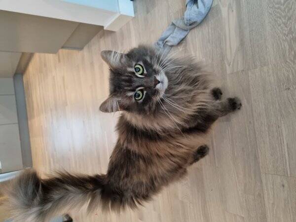 Katt