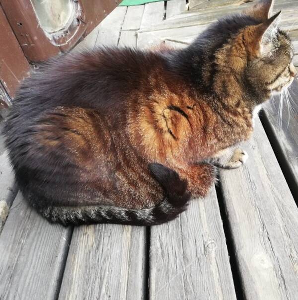 Katt