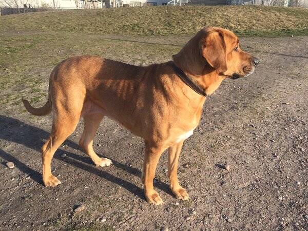 Hund