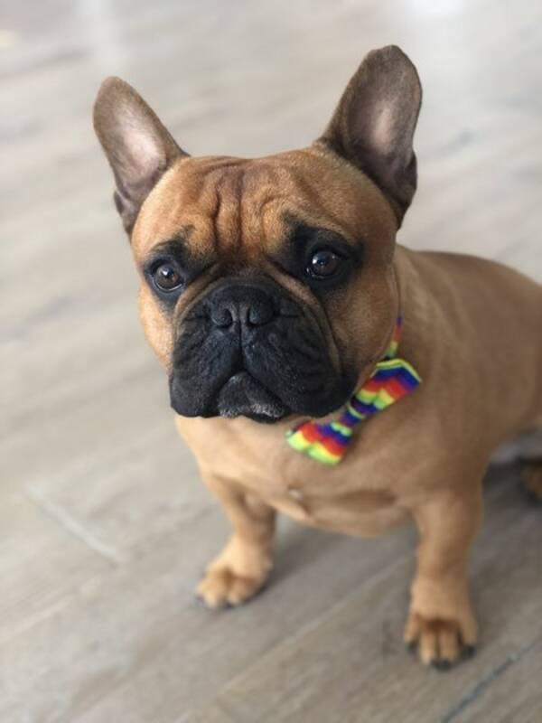 Hund
