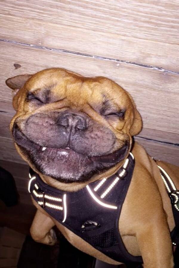 Hund