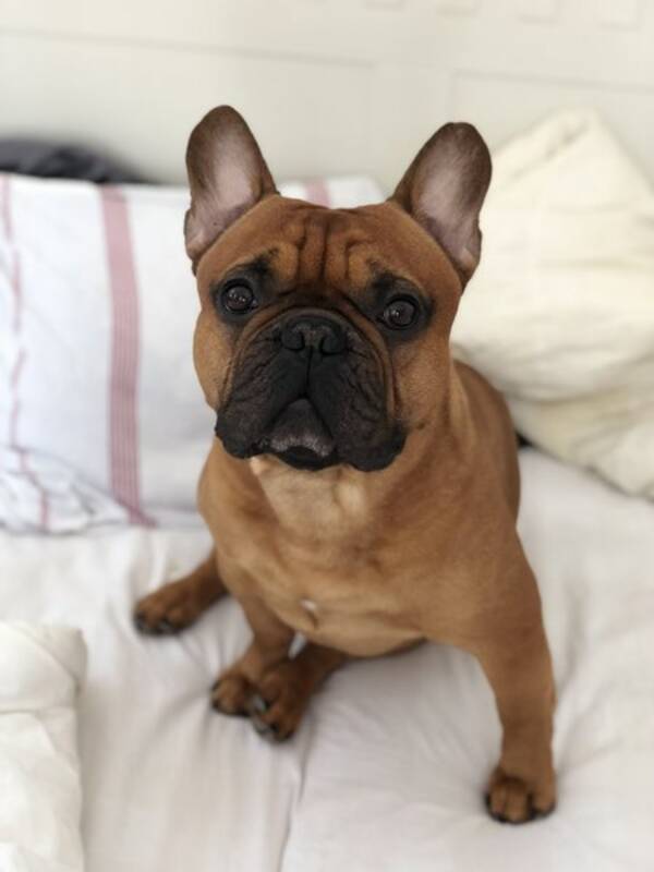 Hund