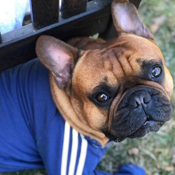 Hund
