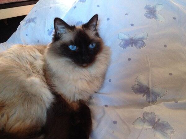 Katt