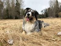 Aussien Ivy Aussien Ivy