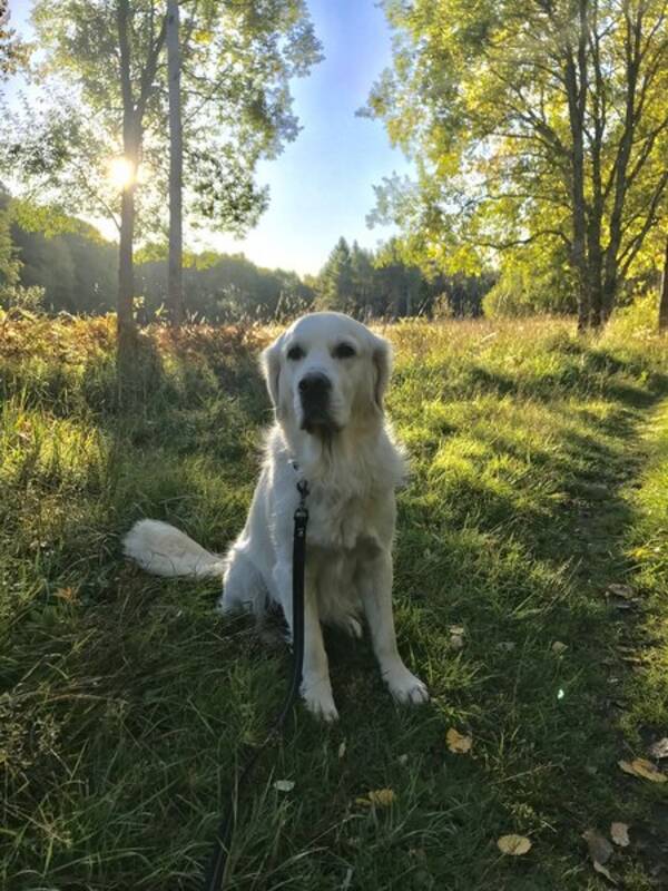 Hund