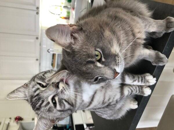 Katt