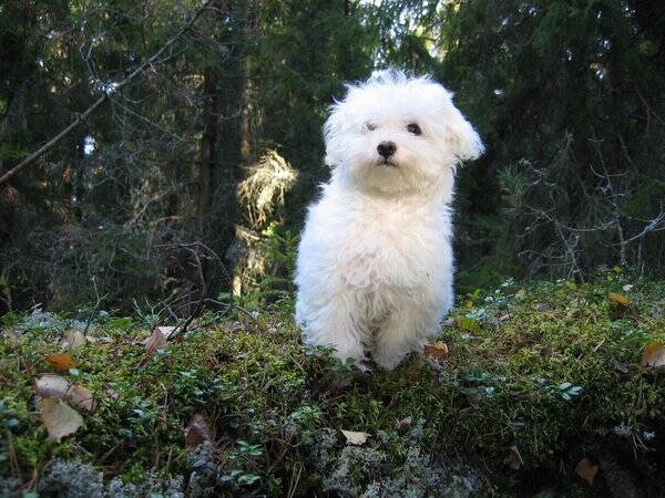 Hund