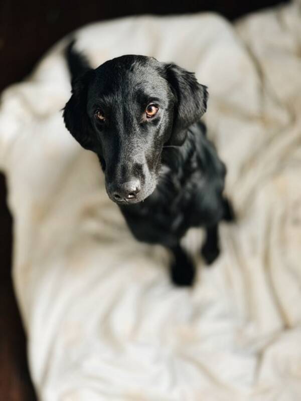 Hund