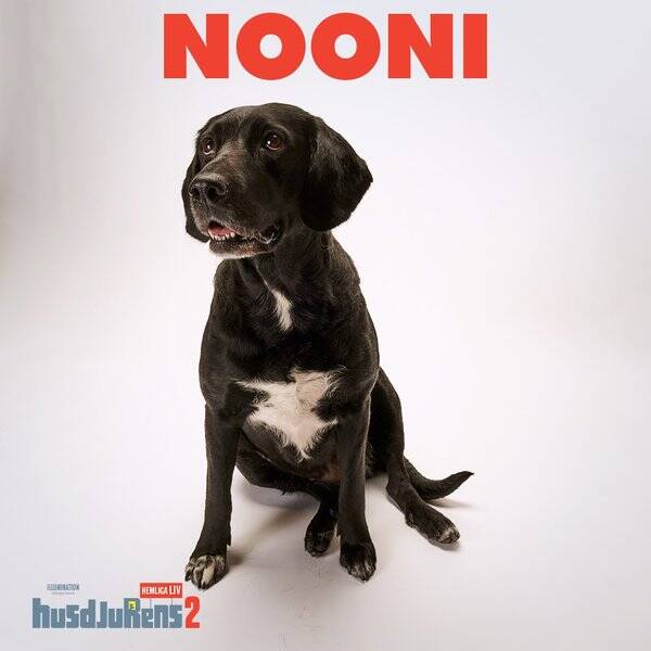 Hund Hund