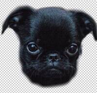 Griffonen Mucho Griffonen Mucho