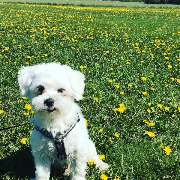 Hund Hund