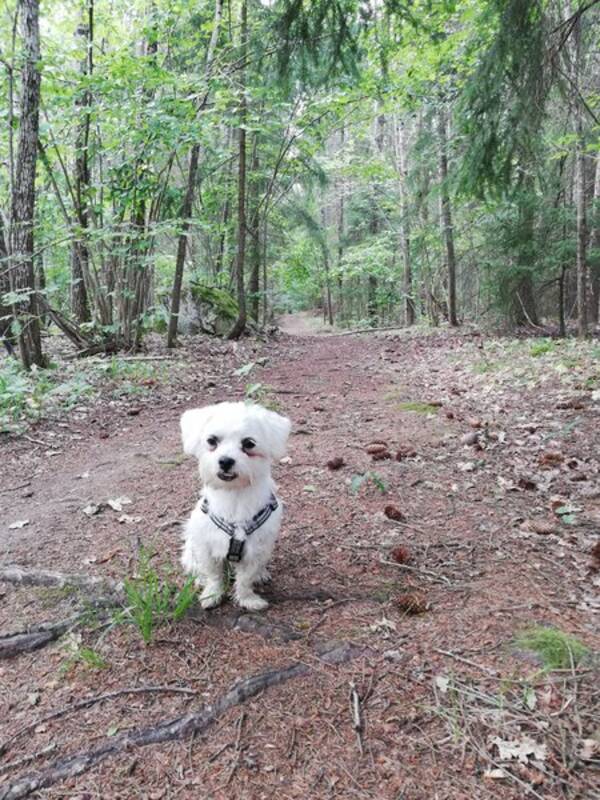 Hund Hund