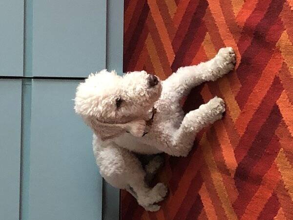 Hund