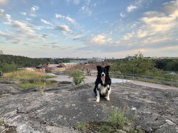 Hund