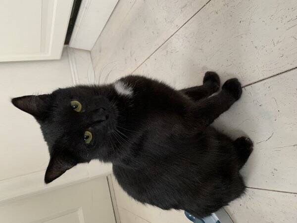 Katt