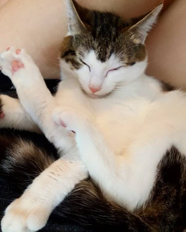 Katt