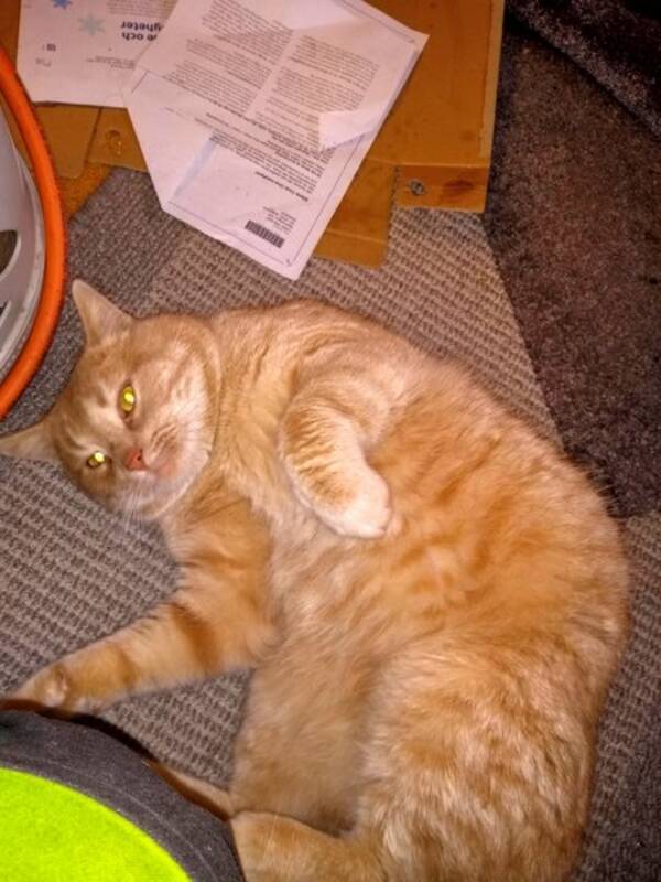 Katt Katt