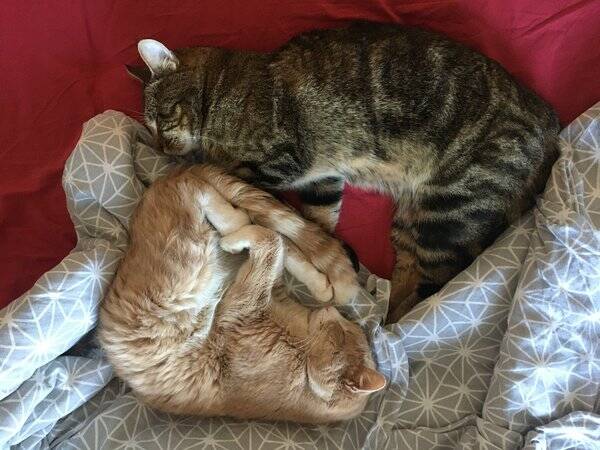Katt