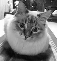 Ragdoll/huskatt Ragdoll/huskatt