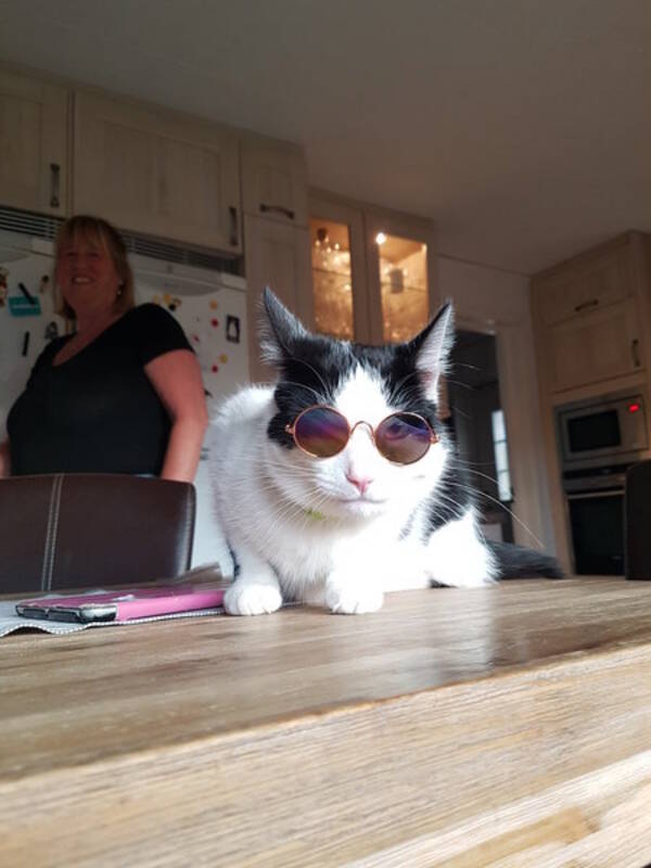 Katt