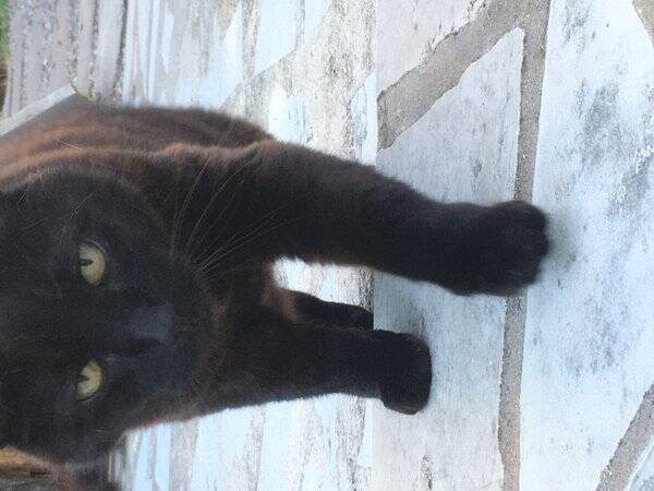 Katt