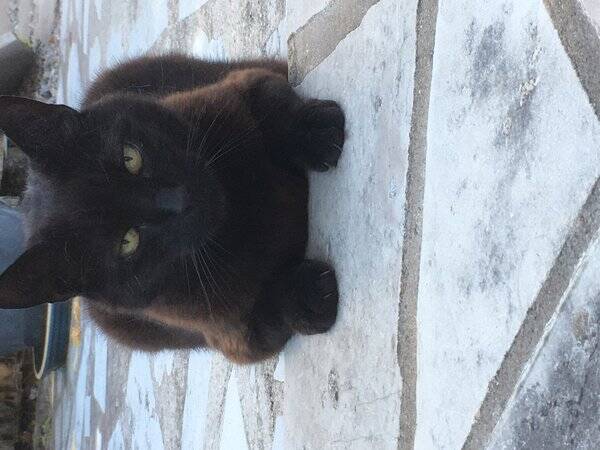 Katt