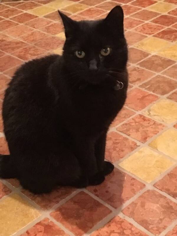Katt