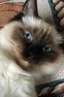 Katt