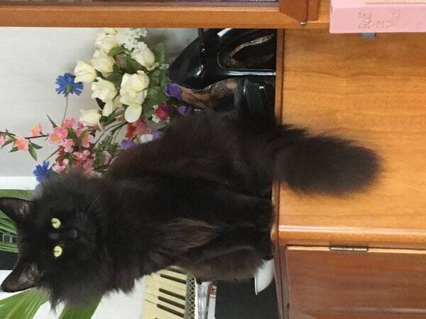 Katt - GIC sE*Caiporas Camaro