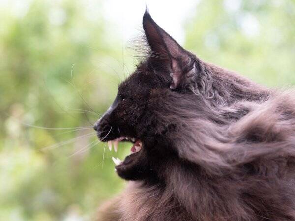 Katt - GIC sE*Caiporas Camaro