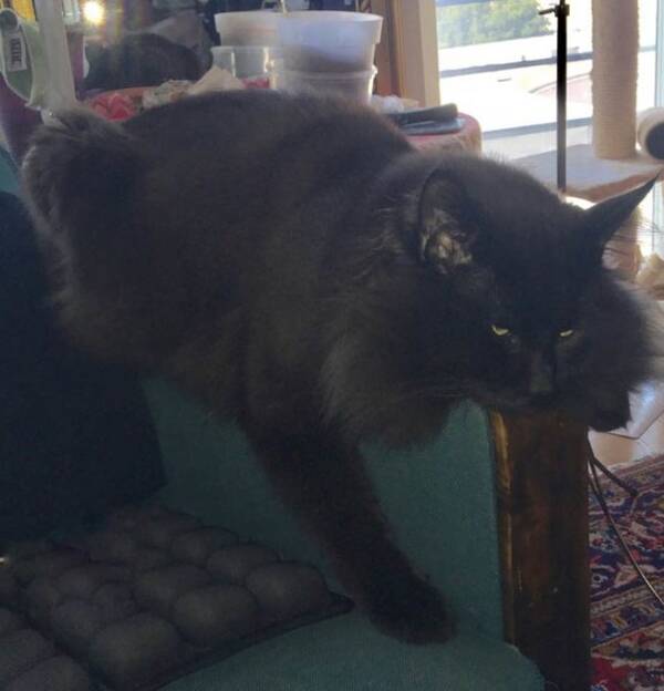 Katt - GIC sE*Caiporas Camaro