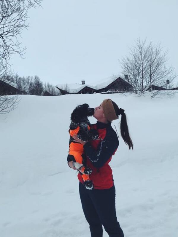 Hund - Cocker spaniel Hund - Cocker spaniel