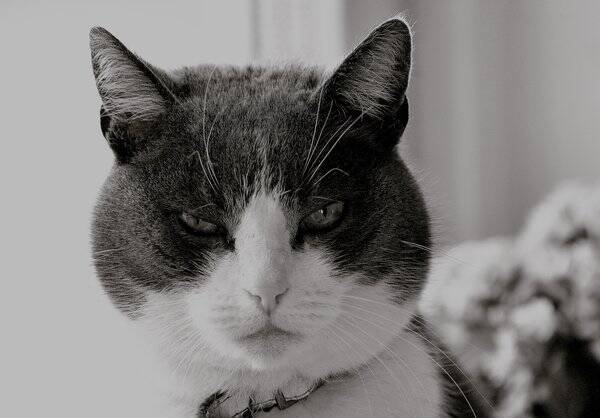 Katt