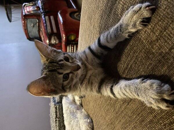 Katt