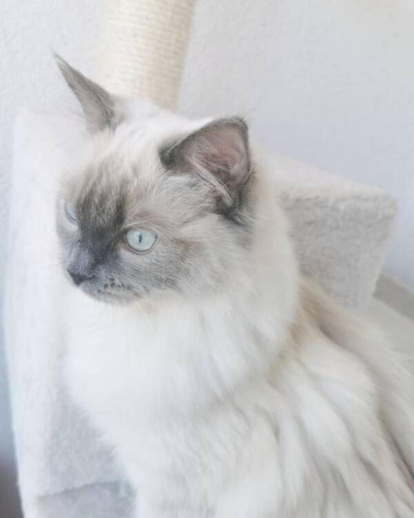 Katt