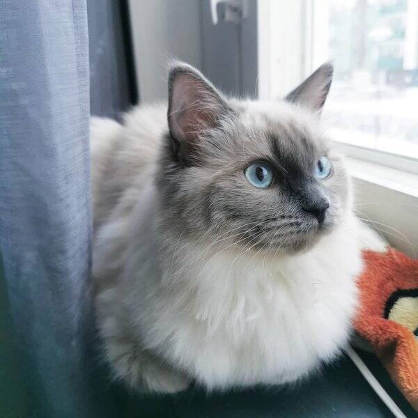 Katt
